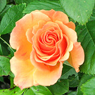 Miniature Rose Orange