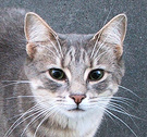 Minimus Grey Catface