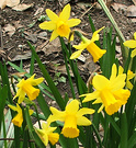 More Miniature Daffs
