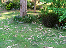 Morning Leaves Lawn