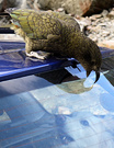Naughty Kea Rusty