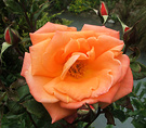 New Apricot Rose