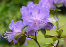 New Blue Rhodie 2