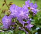New Blue Rhodie