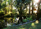 New Day Pond