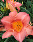 New Daylily Apricot