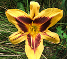 New Daylily Striped