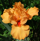 New Orange Iris