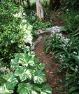 New Path Picture