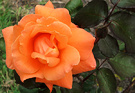 New Rose Apricotty