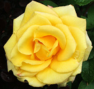 New Rose Yellow