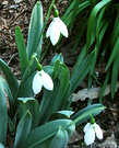 New Snowdrop