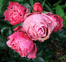 New Standard Rose