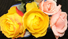 New Tea Roses