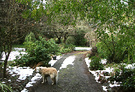Nosnow Dog Driveway