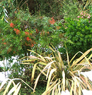 Now Nandina Flax