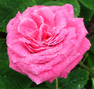 Old Pink Rose