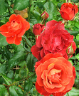 Orange Red Roses