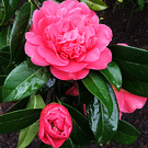 Original Camellia Pink