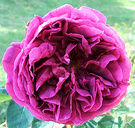 Othello Late Rose