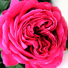 Othello Smudgy Rose