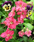 Pansy Larkspur