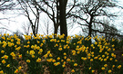 Park Daffodils