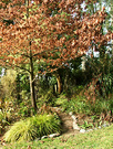 Path Winter Oak
