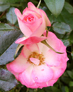 Patio Rose Pink