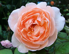 Peacy Rose Pastel
