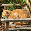 Percy Ginger Bench