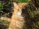 Percy Sun Gingercat