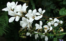 Perennials White Flower