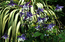 Phormium Aquilegia Blue