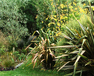 Phormium Colours Autumn