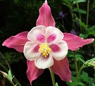 Pink Aquilegia