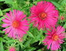 Pink Bright Aster