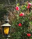 Pink Camellia Lantern 1