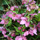 Pink Drooping Hellebores