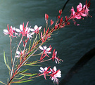 Pink Gaura