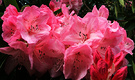 Pink Pink Rhodie