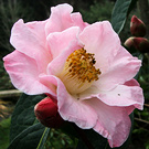 Pink Plantation Camellia