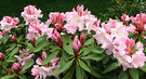 Pink Rhodie