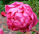 Pink Rose Clare
