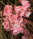Pink Rose Grasses