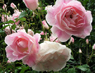 Pink Roses Petals