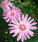 Pink Spiky Daisy
