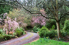 Pink Springy Blossom