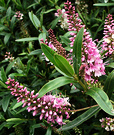 Pink Summer Hebe