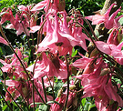 Pink Sunny Aquilegias
